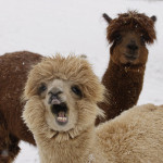 3232528870_03651fe350